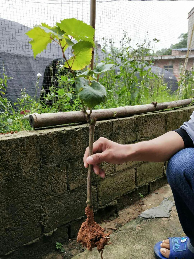 葡萄苗盆地载蓝宝石葡萄苗巨峰夏黑爬藤果树苗南北方种植当年