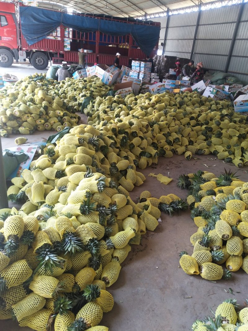西双版纳黄金一号香水菠萝，（凤梨）