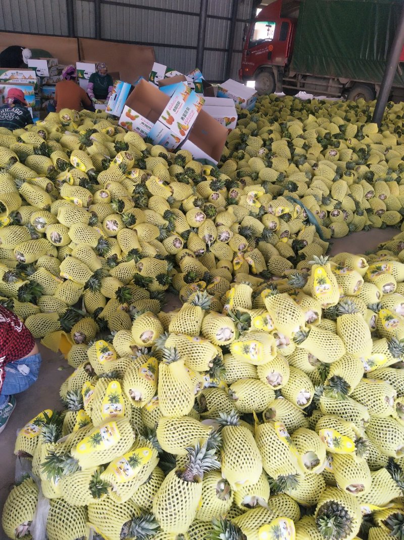 西双版纳黄金一号香水菠萝，（凤梨）
