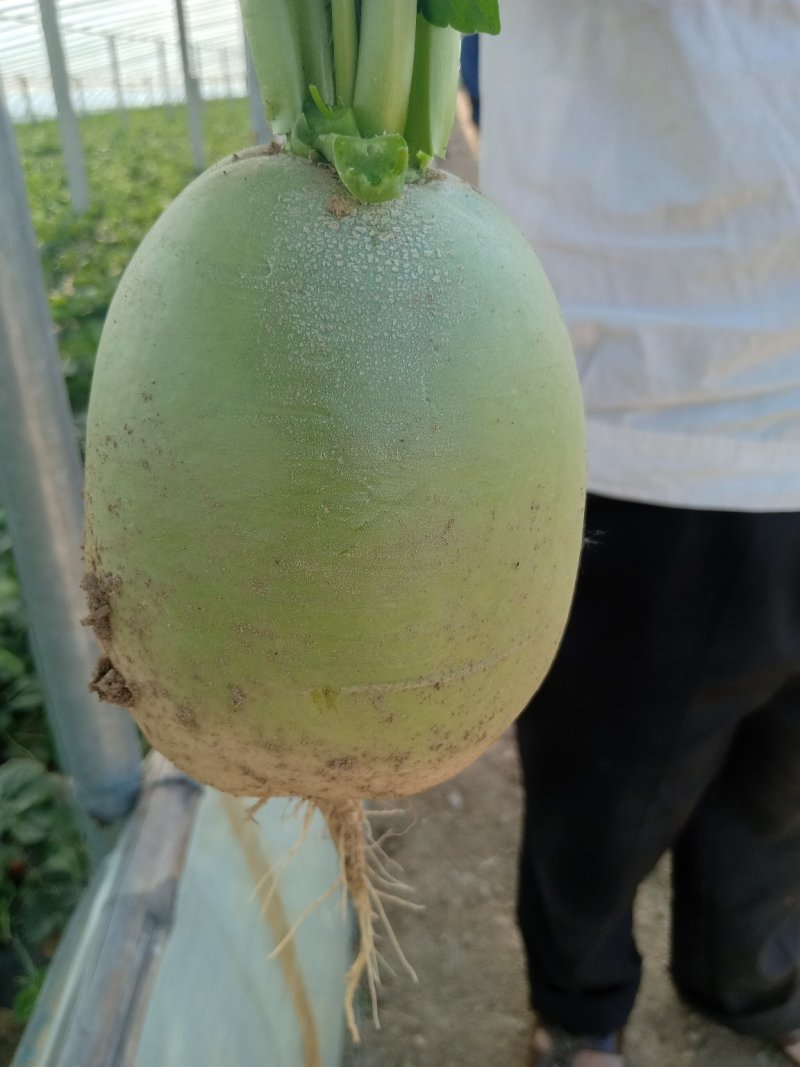 萝卜