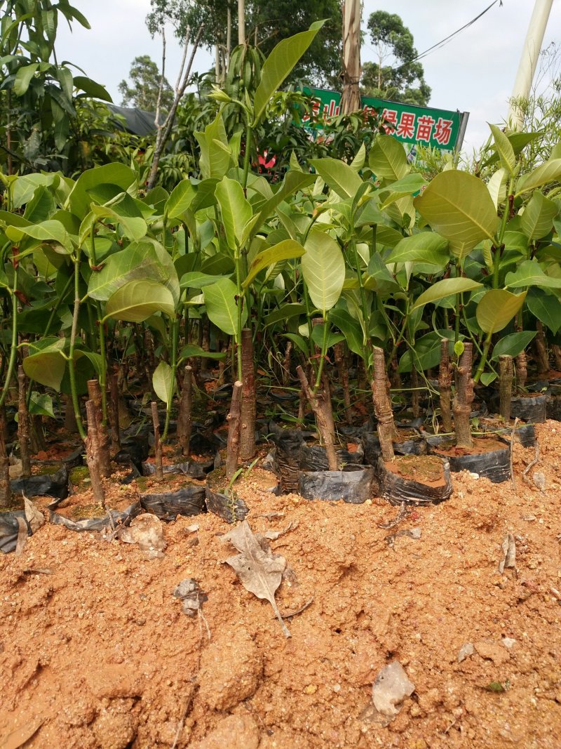 榴莲树苗南北方种植猫山王金枕头嫁接泰国榴莲苗当年结果包邮