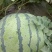 西瓜🍉