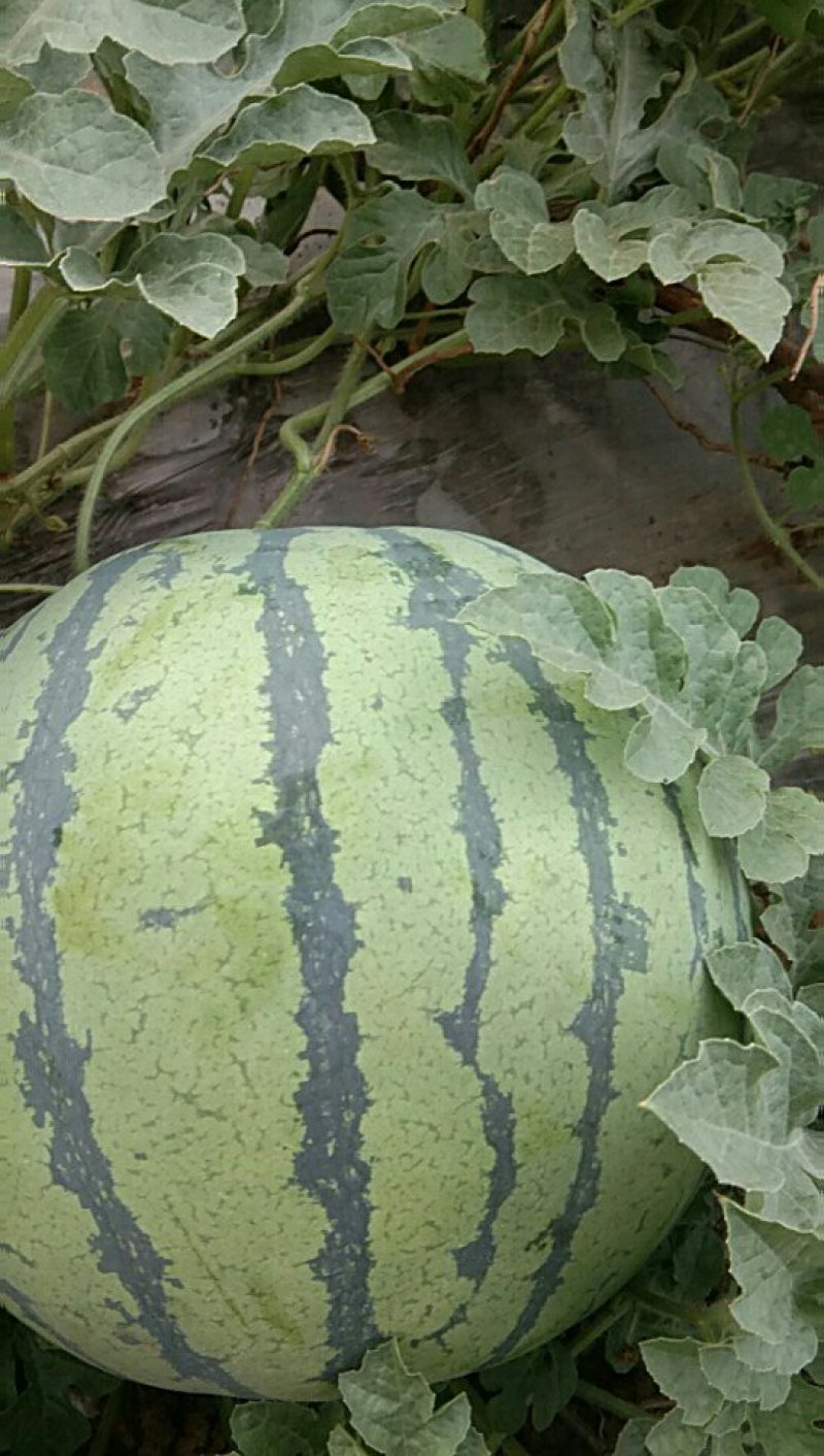 西瓜🍉