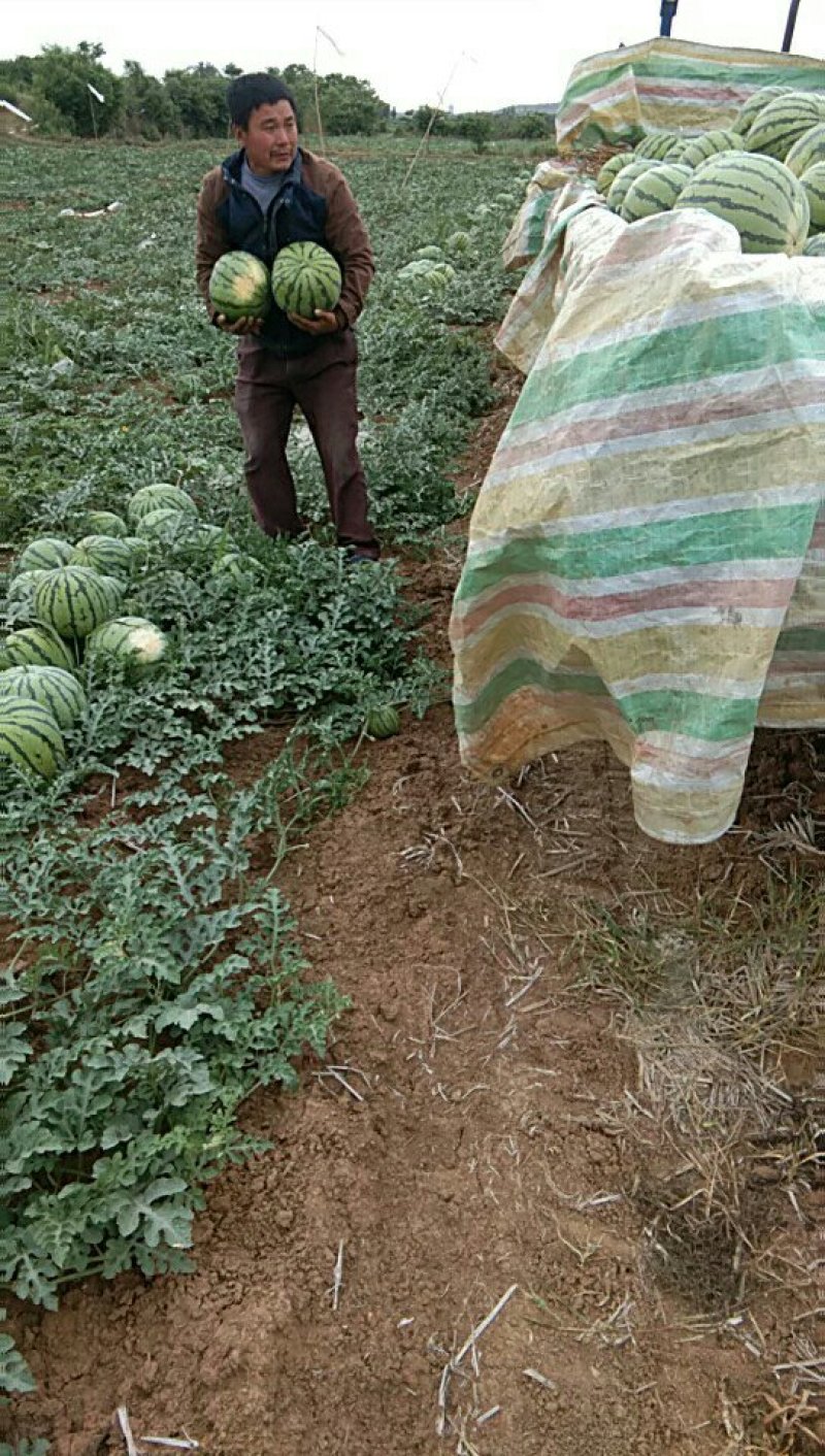 西瓜🍉