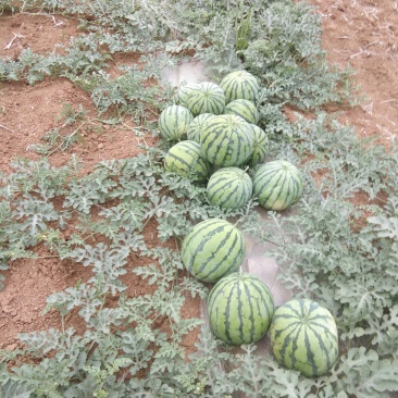 西瓜🍉