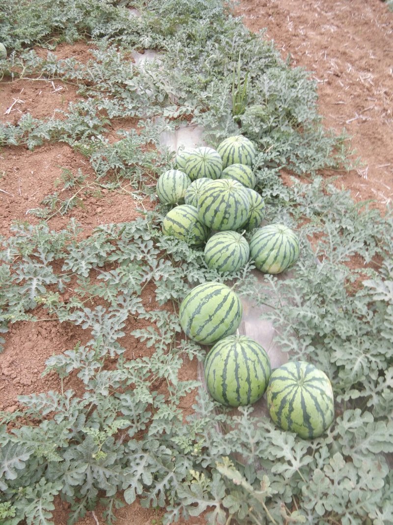 西瓜🍉