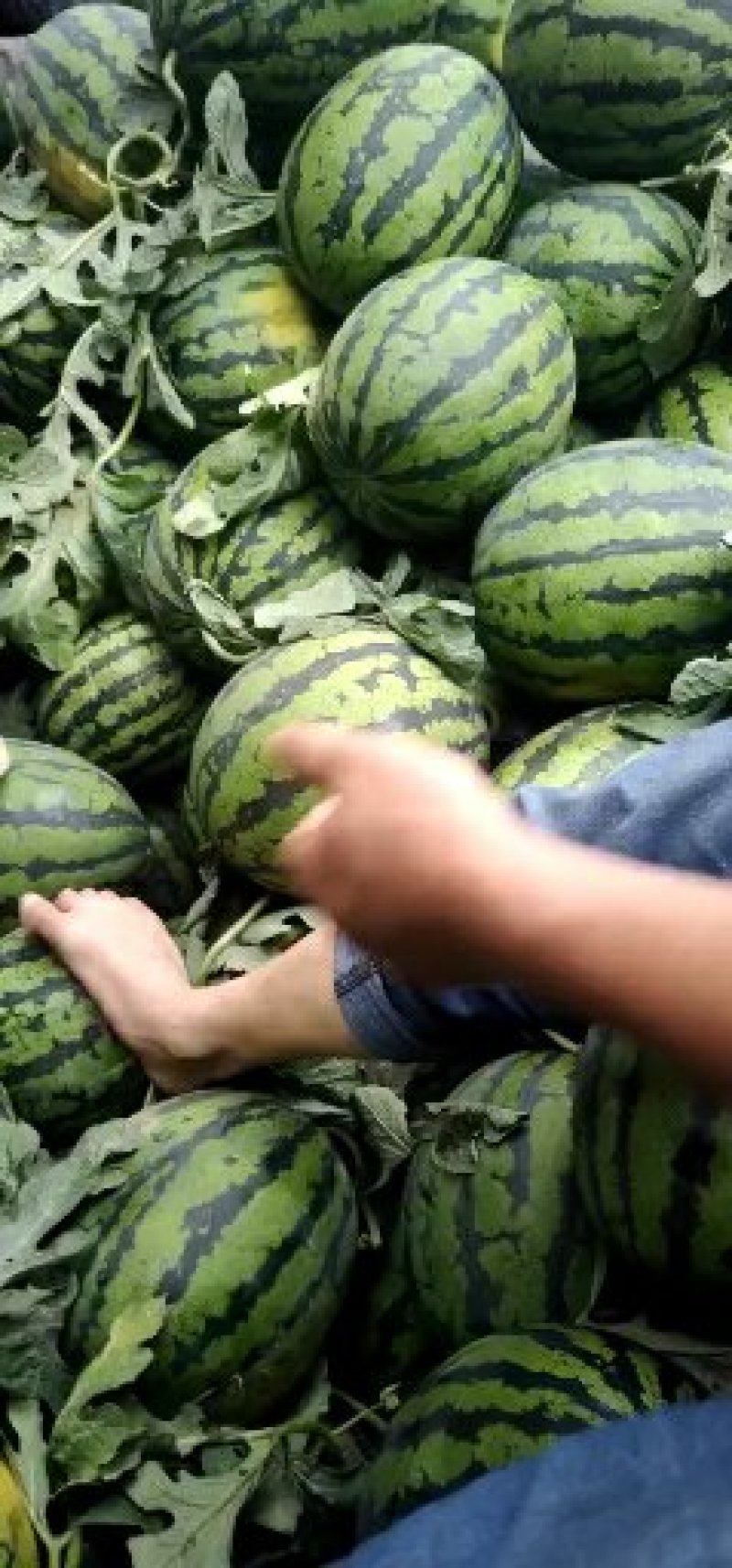 砀山甜王西瓜成熟好可代发