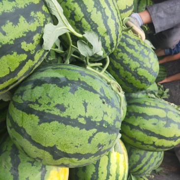 砀山甜王西瓜成熟好可代发