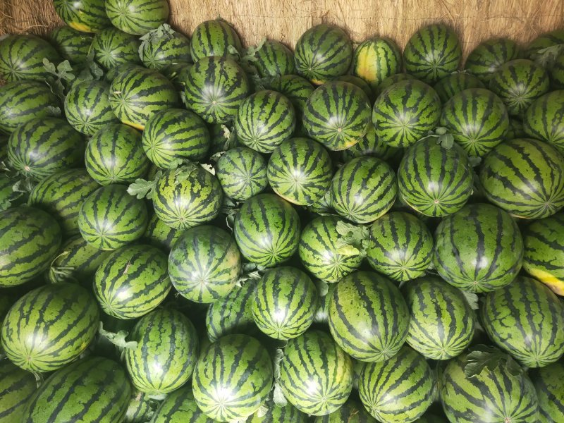 砀山甜王西瓜成熟好可代发