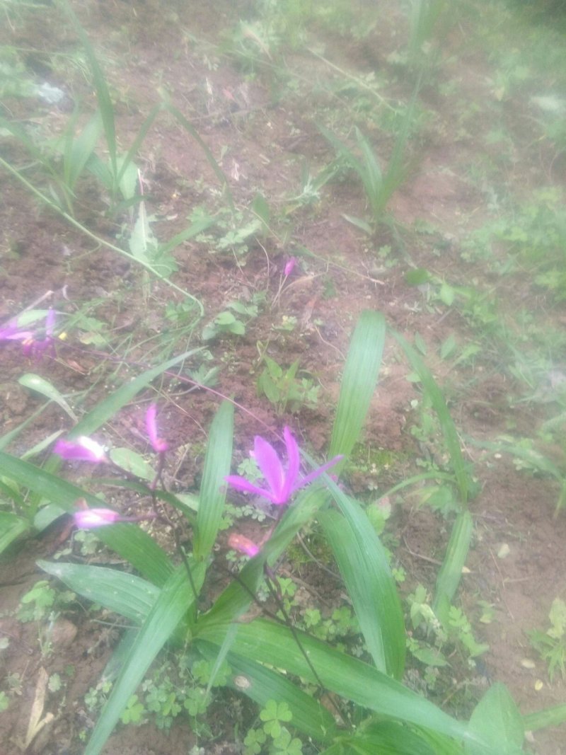 供应白芨球块苗子果夹，野生紫色三叉。聊一聊谈