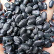 黑豆，大量批发黑芽豆