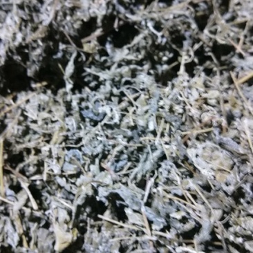 野生藤茶