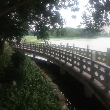鸭