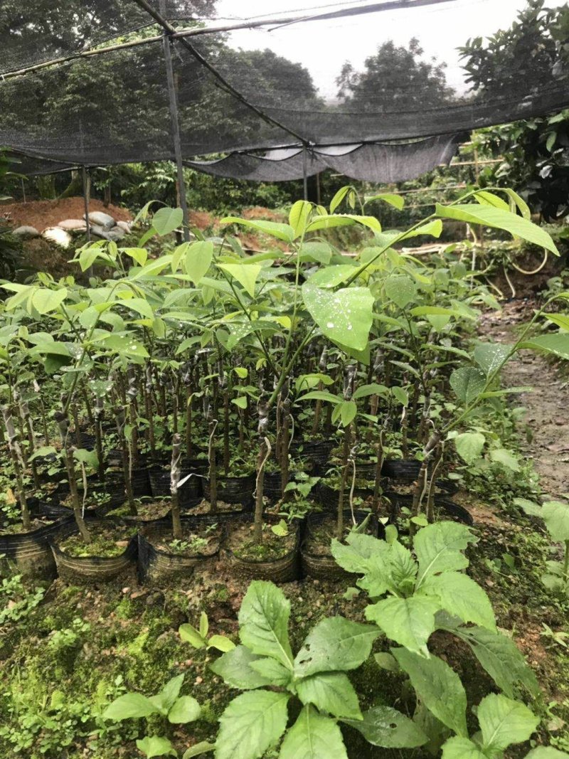 凤梨释迦苗11x14杯高度50公分不包邮