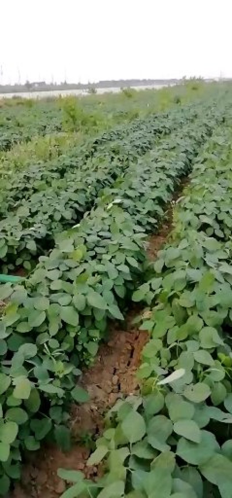 沈鲜毛豆