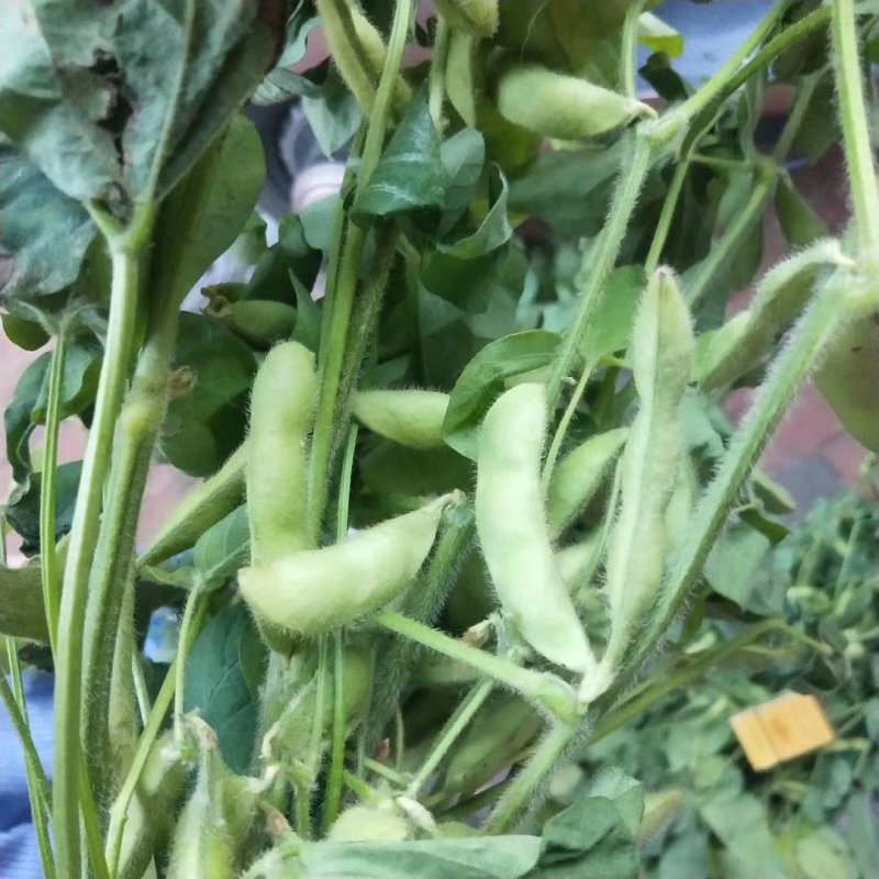 沈鲜毛豆