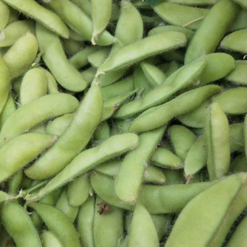 沈鲜毛豆