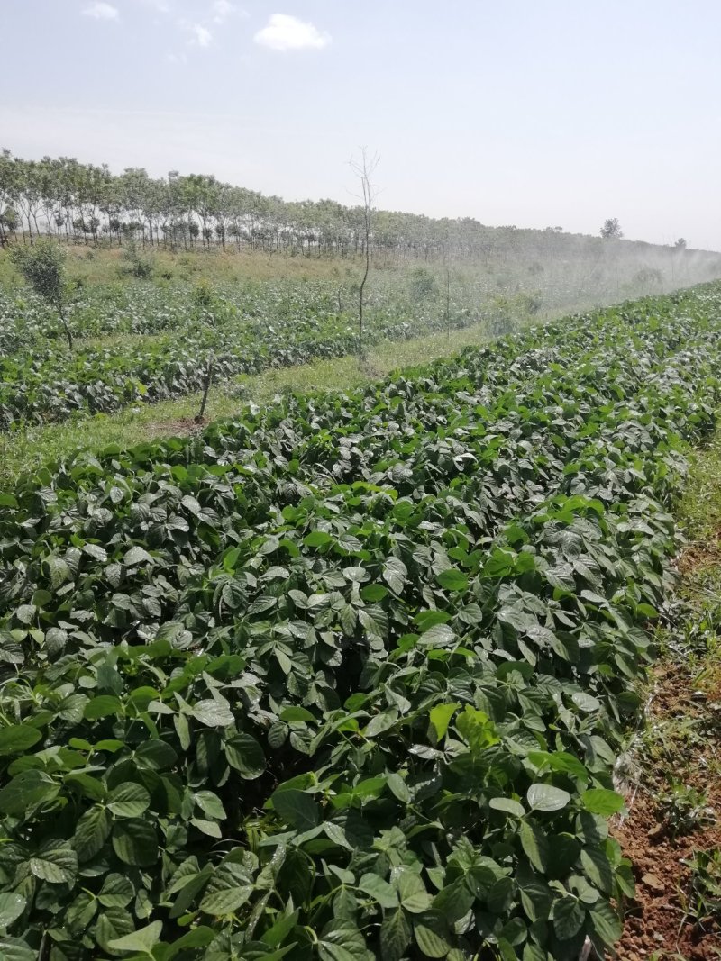 沈鲜毛豆