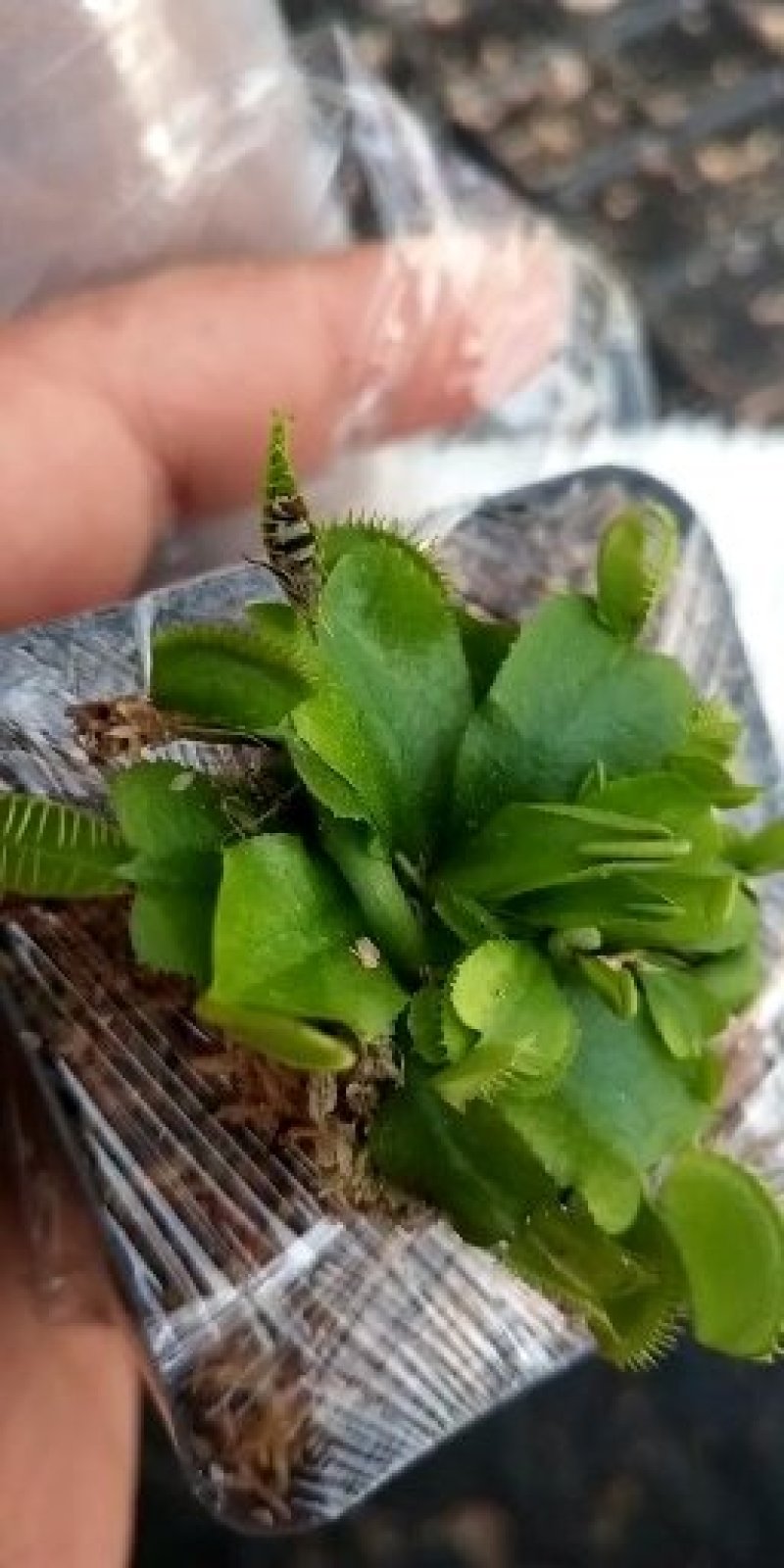 捕蝇草食虫系列食人鱼，捕蝇小能手，欢迎进店联系