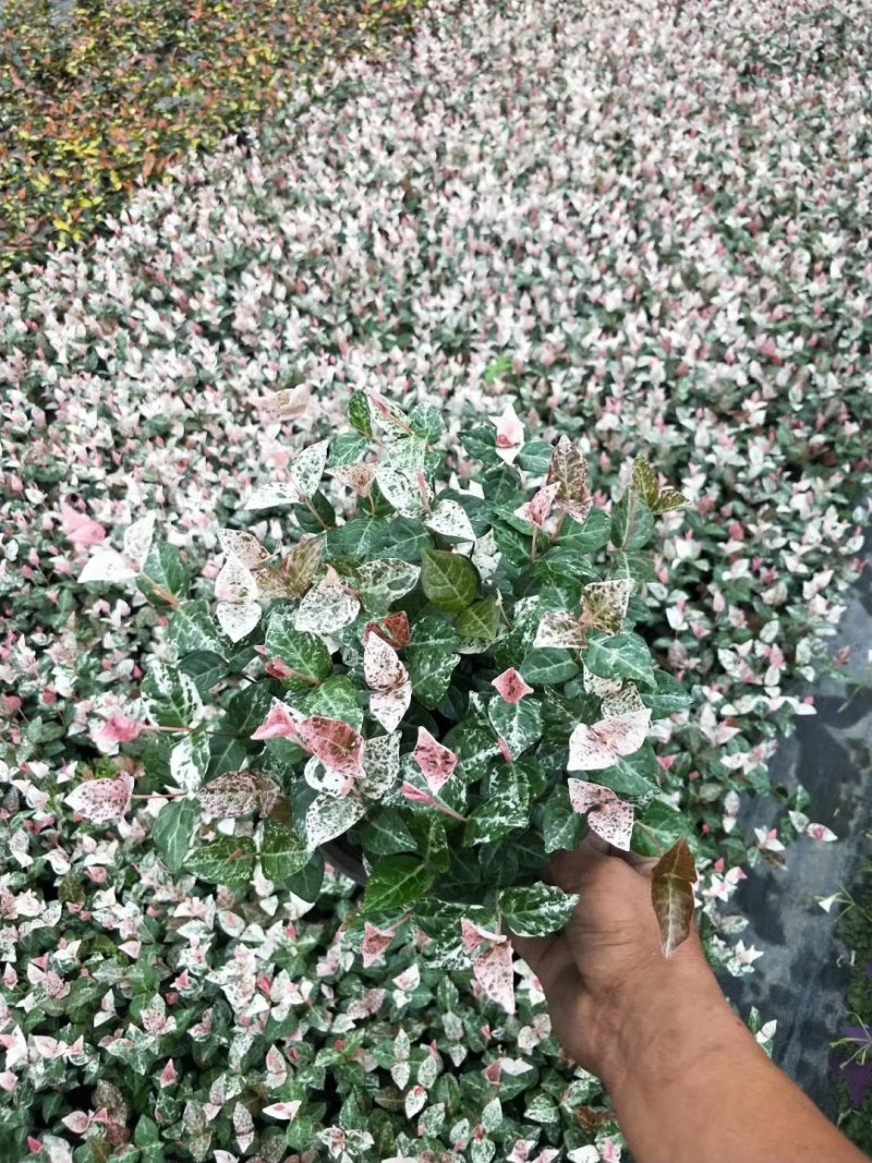 花叶络石