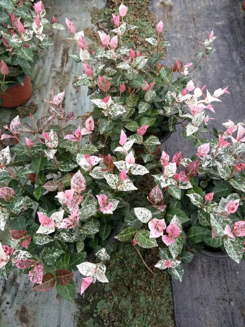 花叶络石