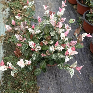 花叶络石