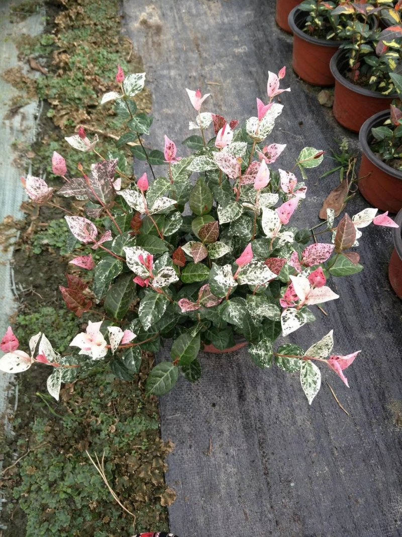 花叶络石