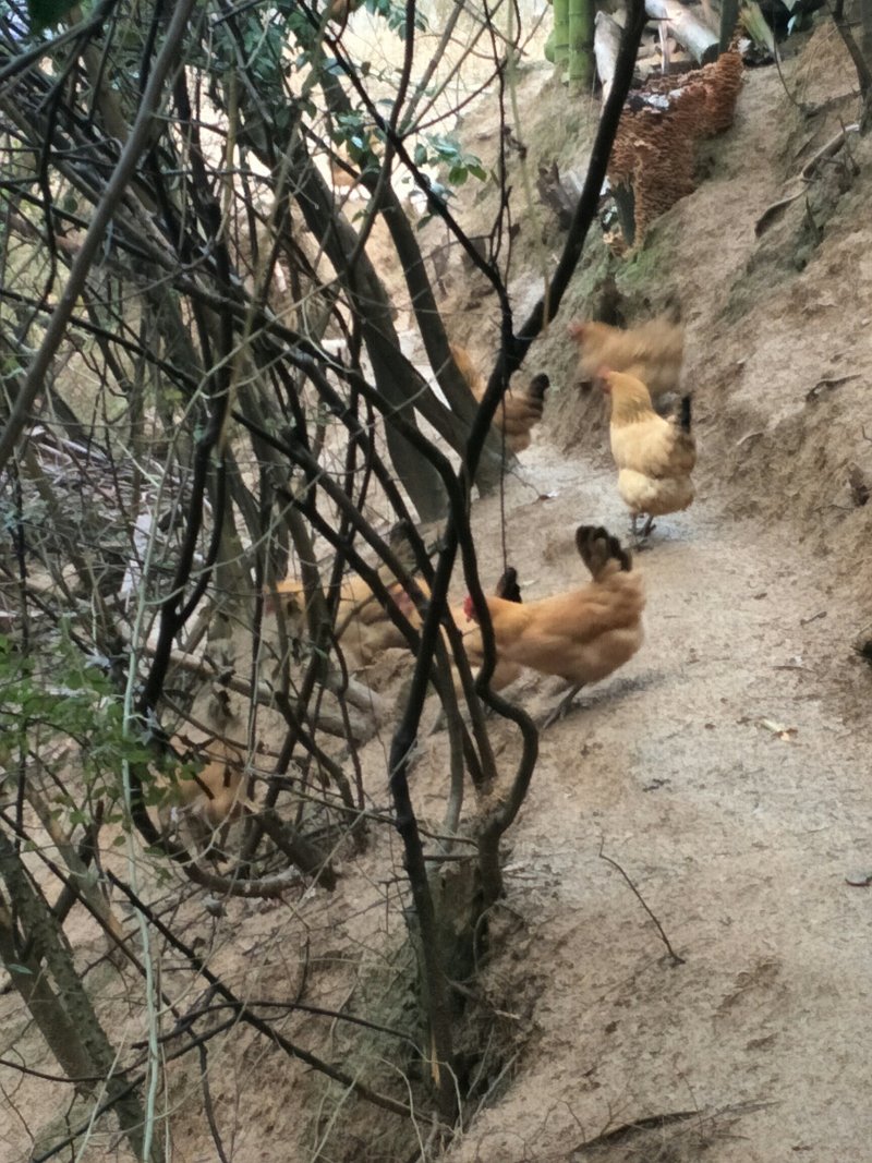 土鸡
