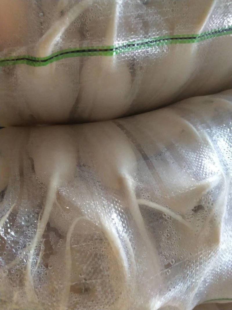 白罗卜大量供应