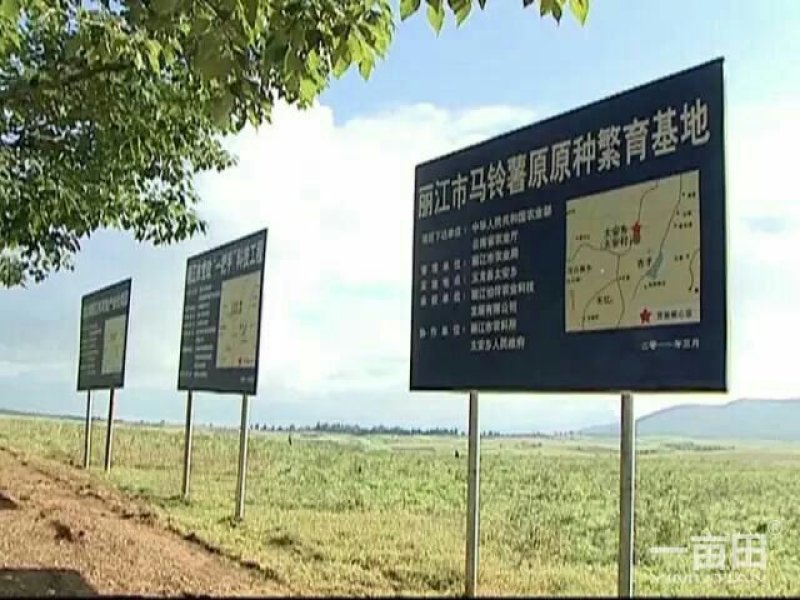 太安丽薯六号一二级种薯，高海拔无病毒优质种子