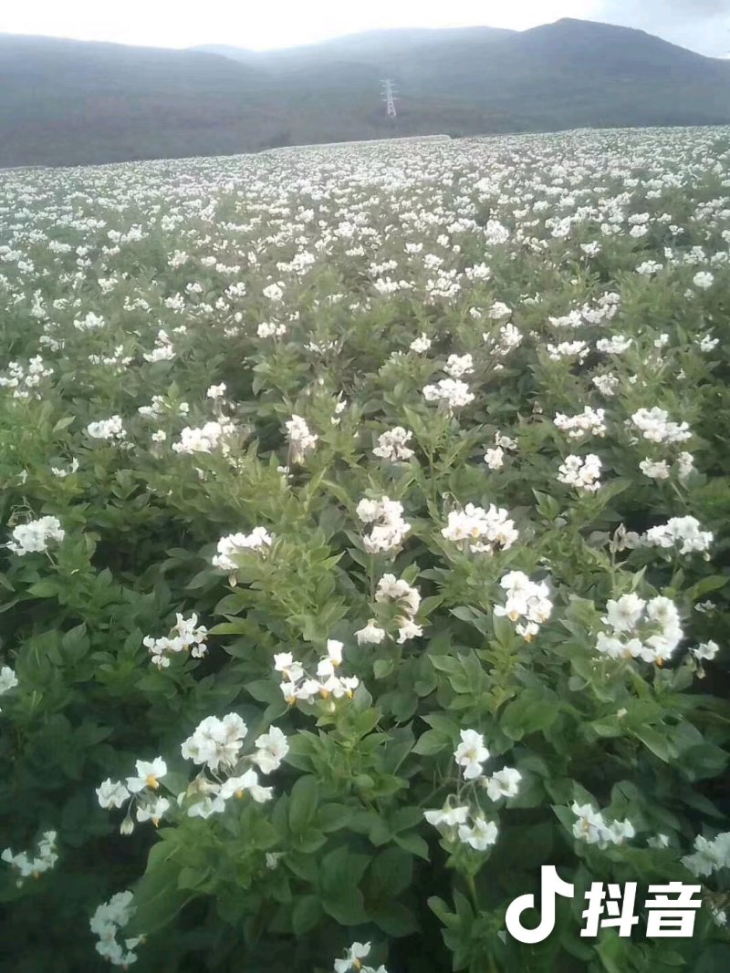 太安丽薯六号一二级种薯，高海拔无病毒优质种子