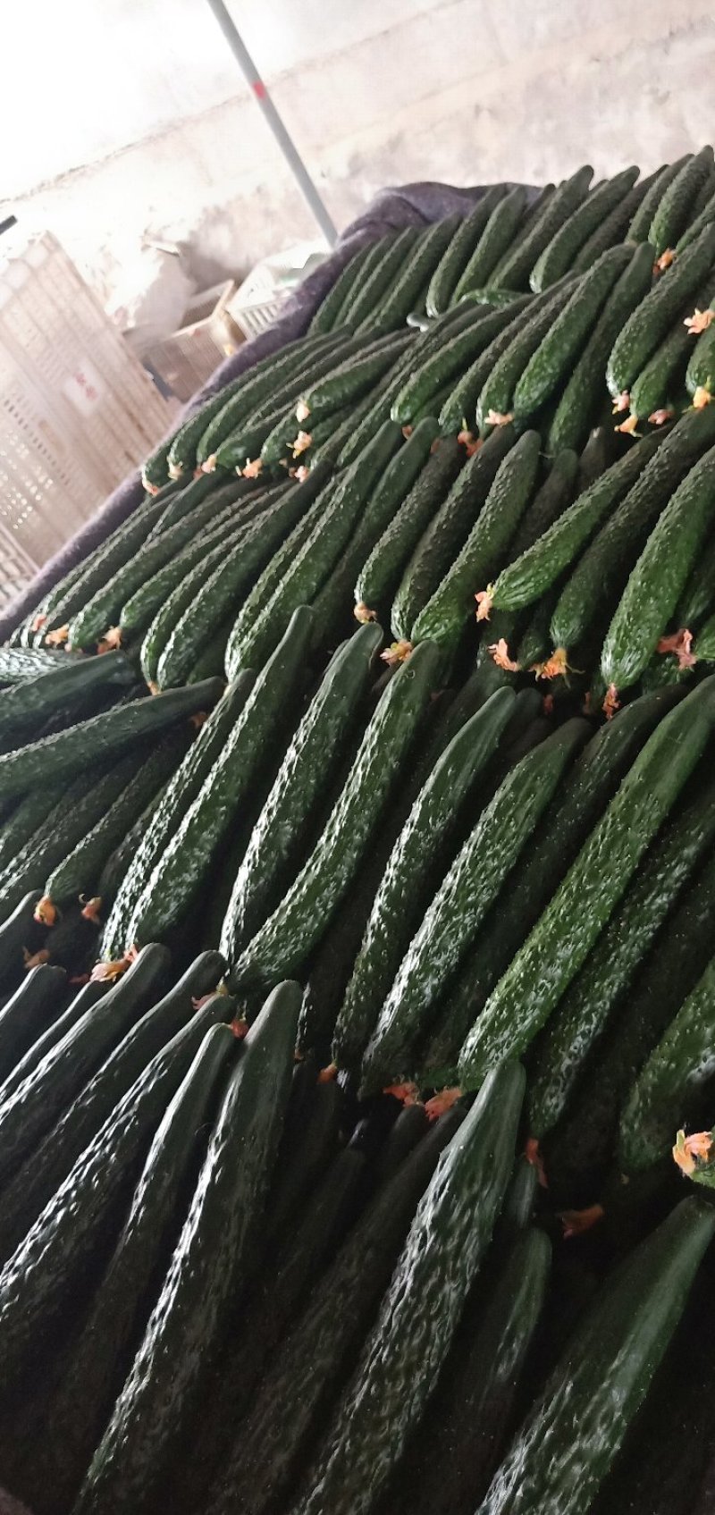 靓条黄瓜大量上市