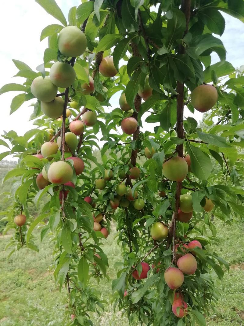 早富贵李子一一早熟大甜李子，货量充足，囗感好，耐运输