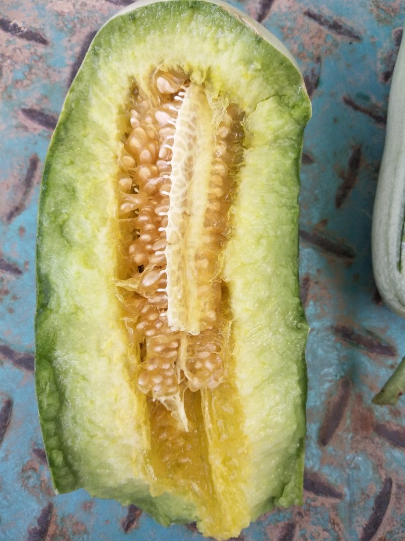 博洋9，我处有几百亩博九，各种甜瓜。
