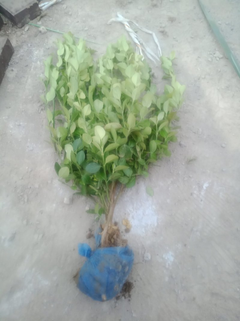 卫矛，基地货源，质量好，价格优，虽时可现场看货，支持视频
