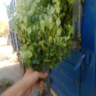 卫矛，基地货源，质量好，价格优，虽时可现场看货，支持视频