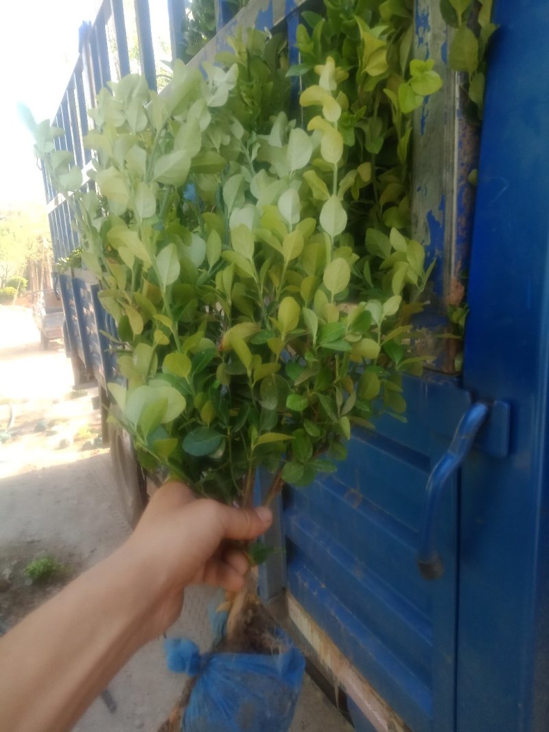 卫矛，基地货源，质量好，价格优，虽时可现场看货，支持视频