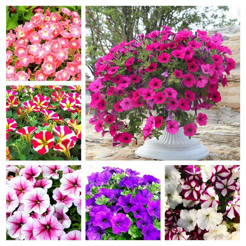 矮牵牛种子花卉种子混色四季种植易活盆栽花卉景观绿化庭院