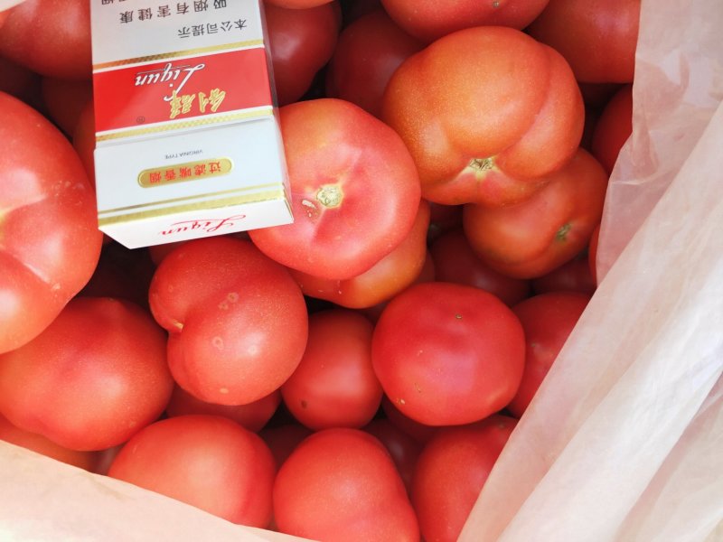 西红柿硬粉西红柿通货硬粉弧二以上