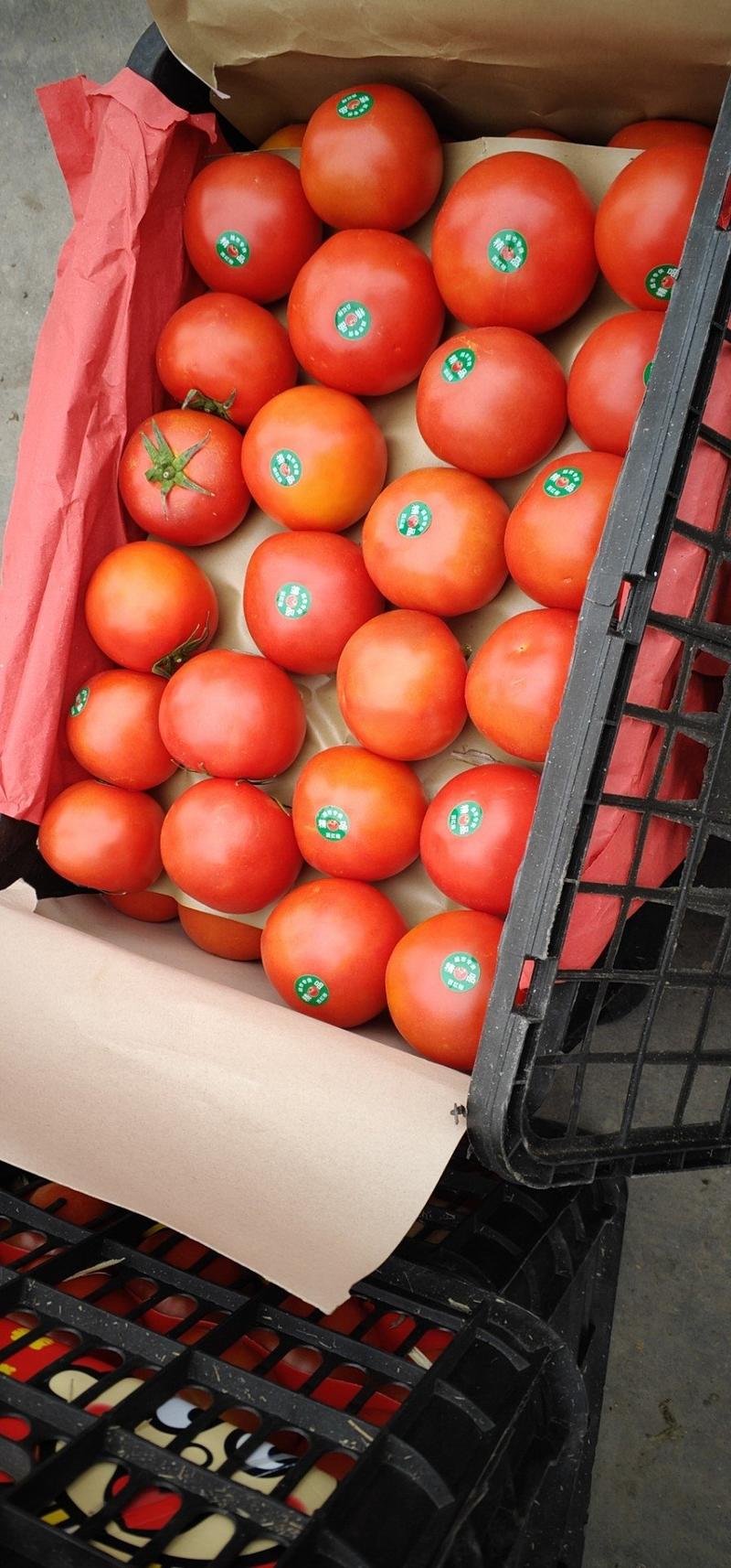 西红柿硬粉西红柿通货硬粉弧二以上