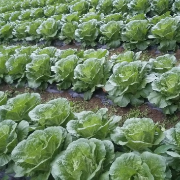 高山露地含硒地带的恩施优质大白菜