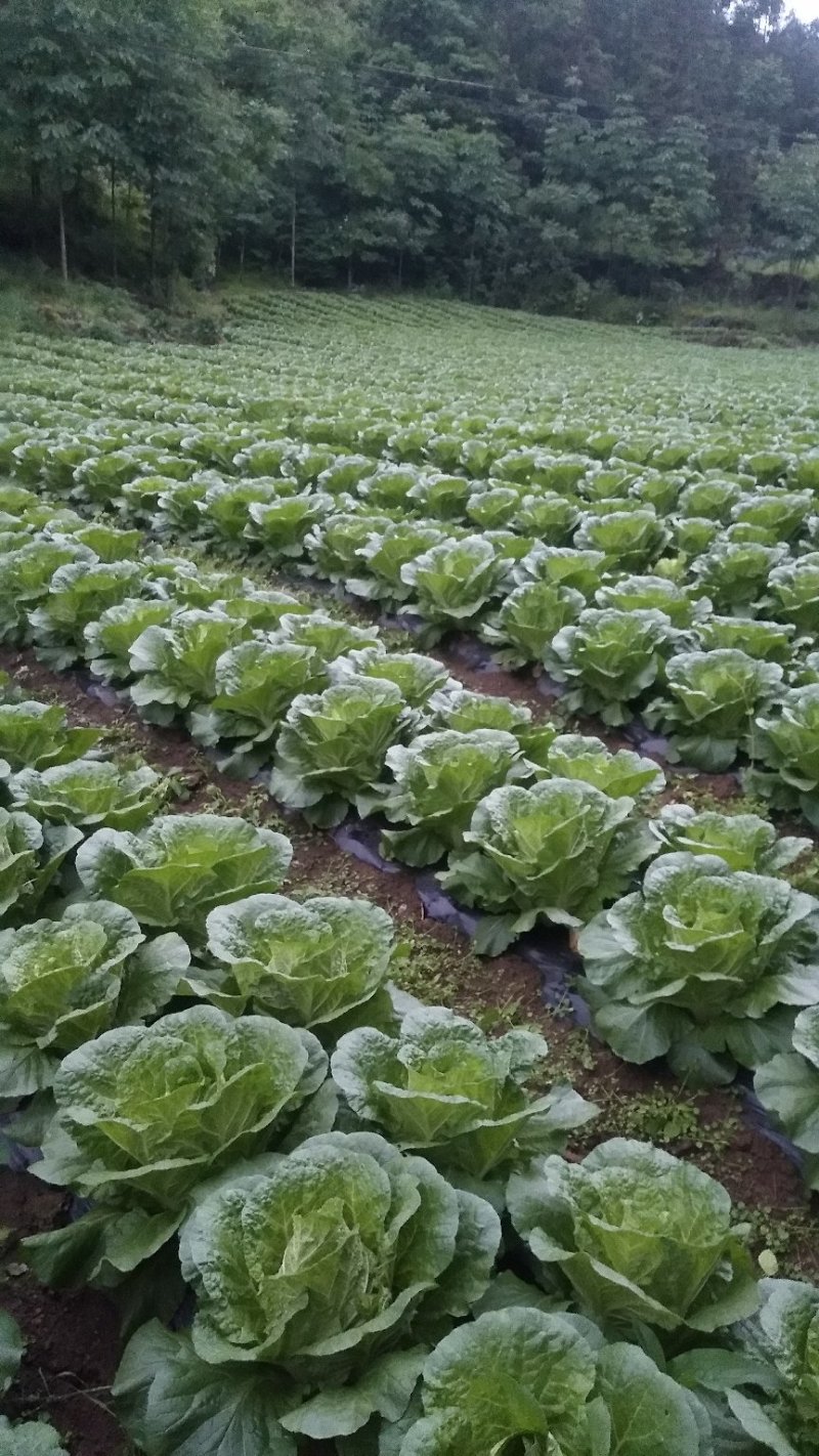 高山露地含硒地带的恩施优质大白菜