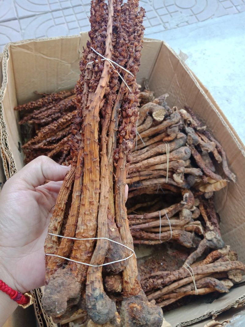 不老草东北四宝草苁蓉批发零售各种规格中药材