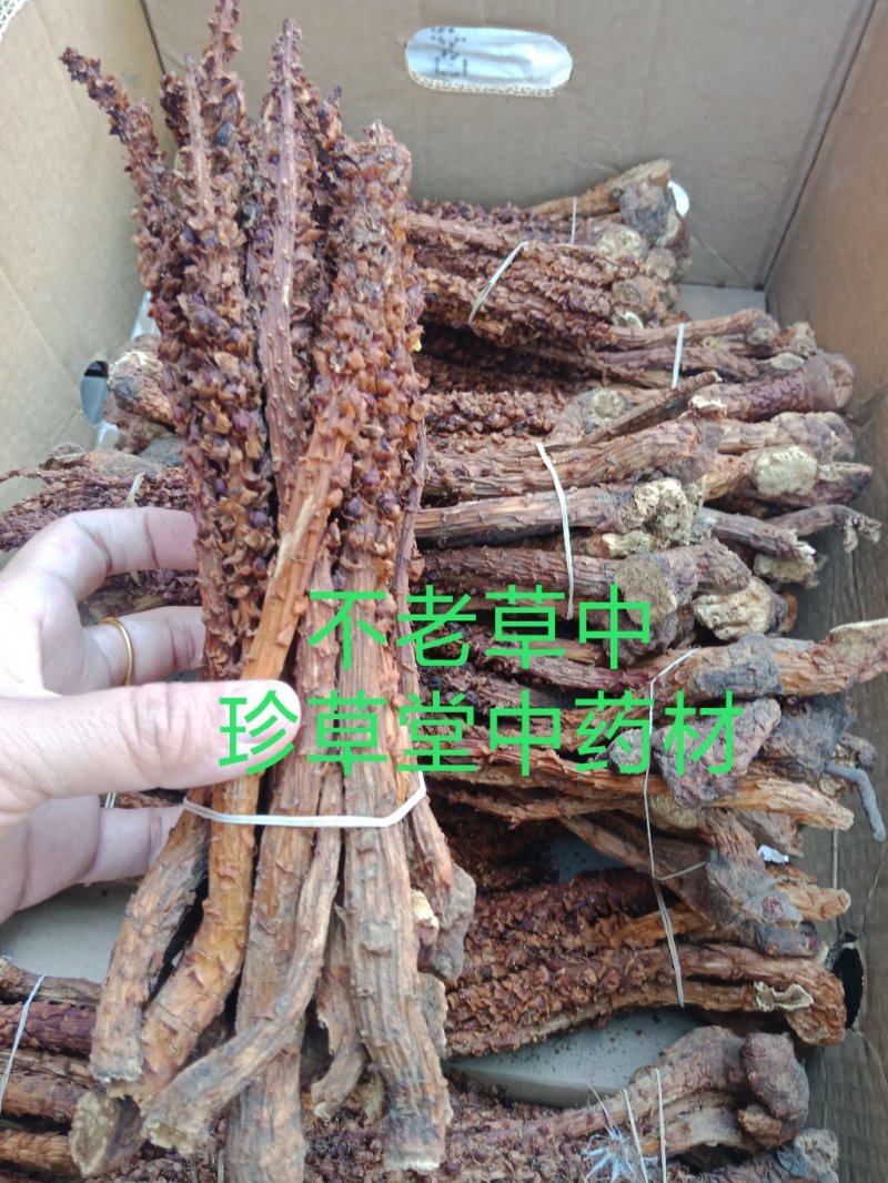 不老草东北四宝草苁蓉批发零售各种规格中药材