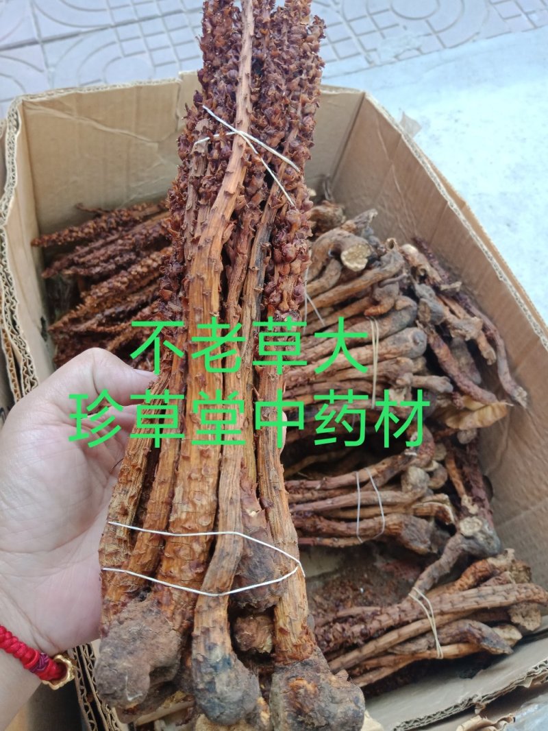 不老草东北四宝草苁蓉批发零售各种规格中药材