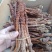 不老草东北四宝草苁蓉批发零售各种规格中药材
