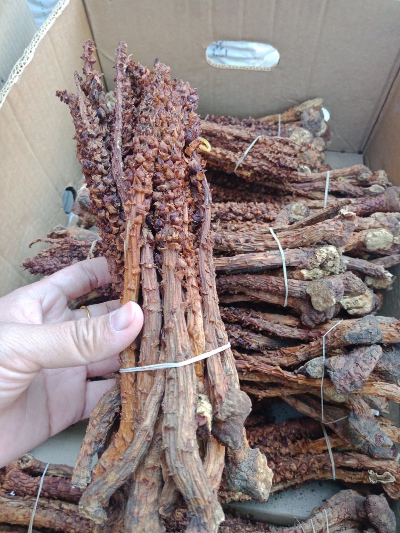 不老草东北四宝草苁蓉批发零售各种规格中药材