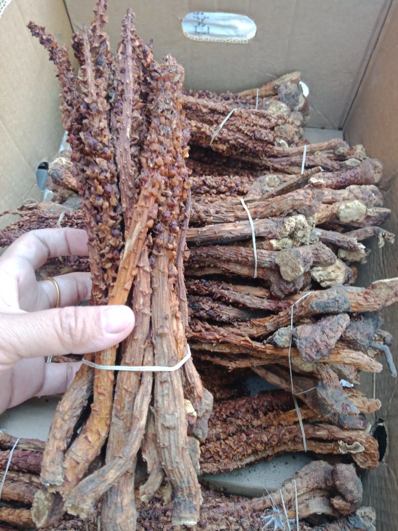 不老草东北四宝草苁蓉批发零售各种规格中药材