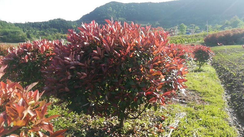 红叶石楠球