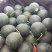 全美2K西瓜，万亩西瓜种植区，本基地直供600亩